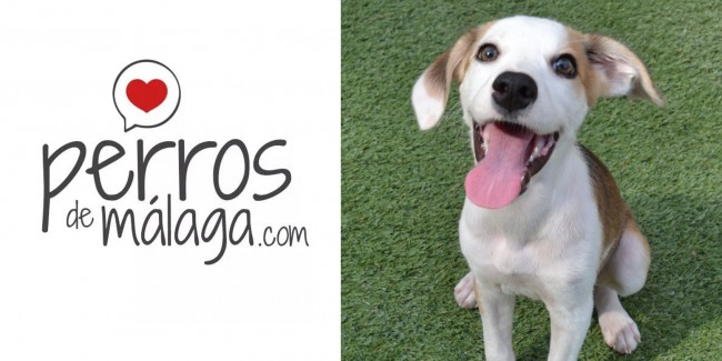 perrosdemalaga.com cafrancocinas